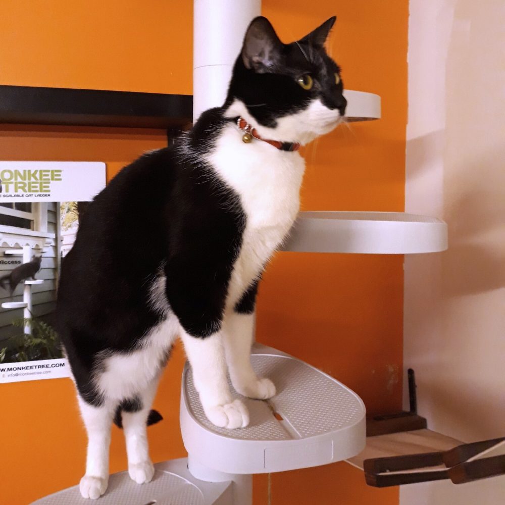 Monkee tree discount cat ladder