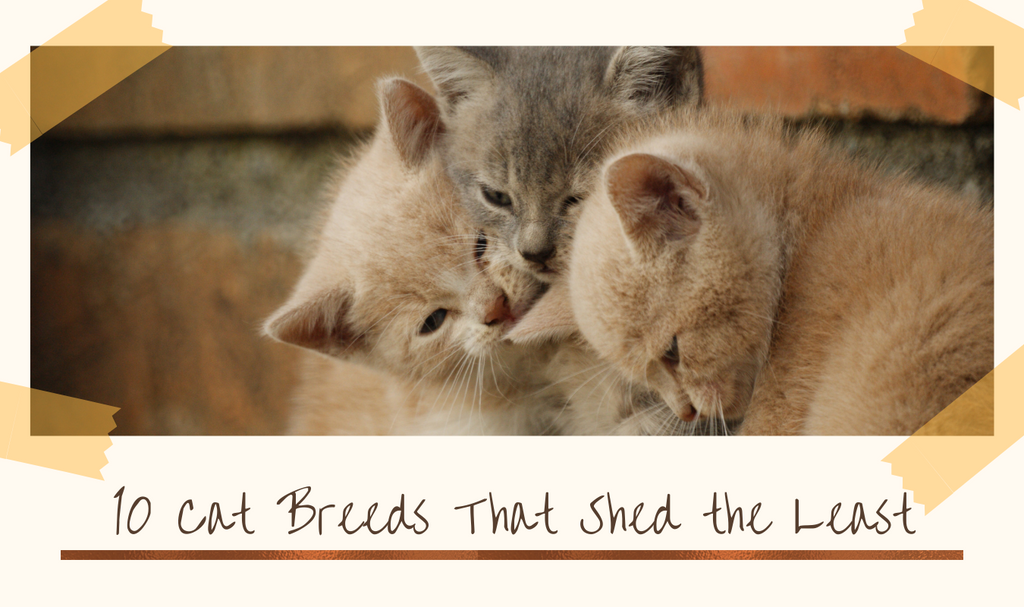 10 Cat Breeds That Shed the Least