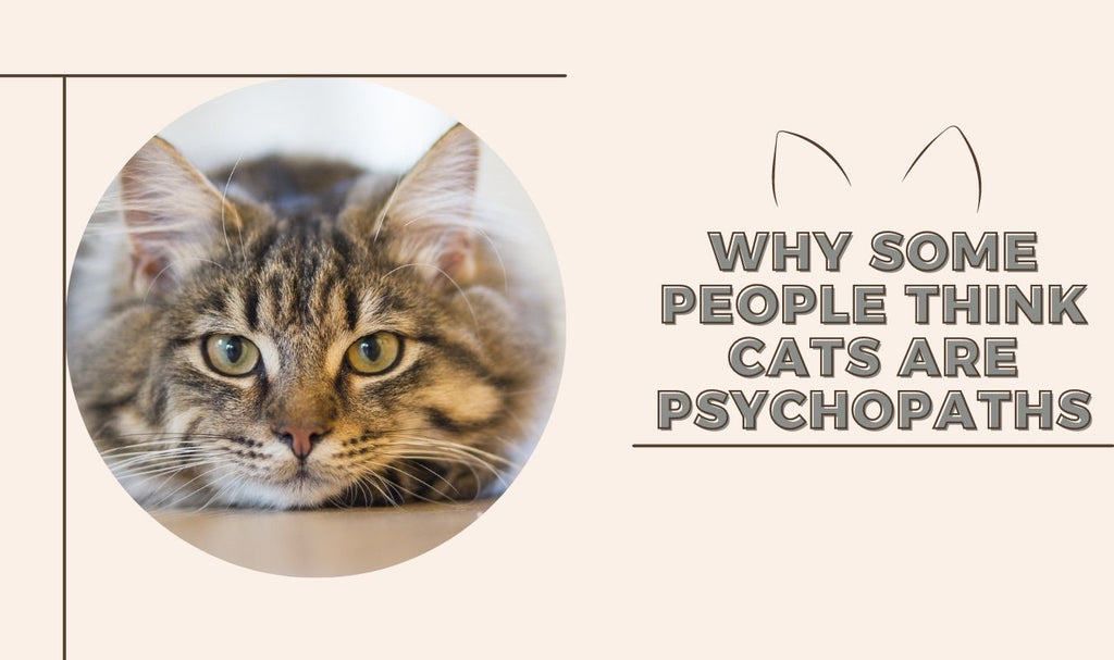 Why Some People Think Cats Are Psychopaths