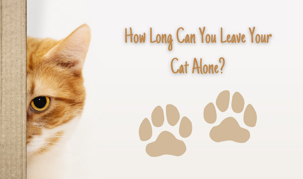 How Long Can You Leave Your Cat Alone?