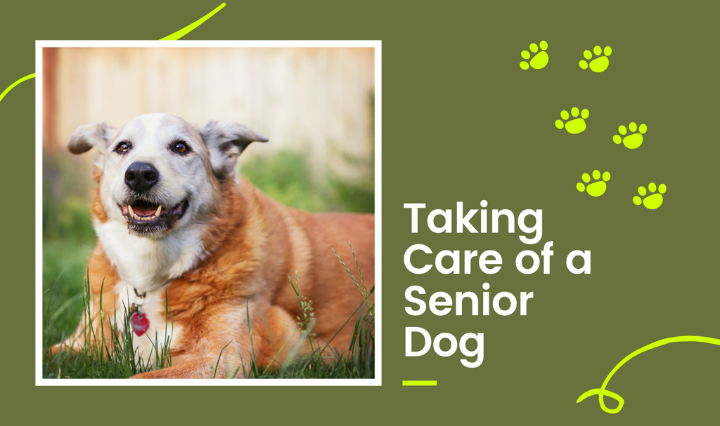 Taking Care of a Senior Dog