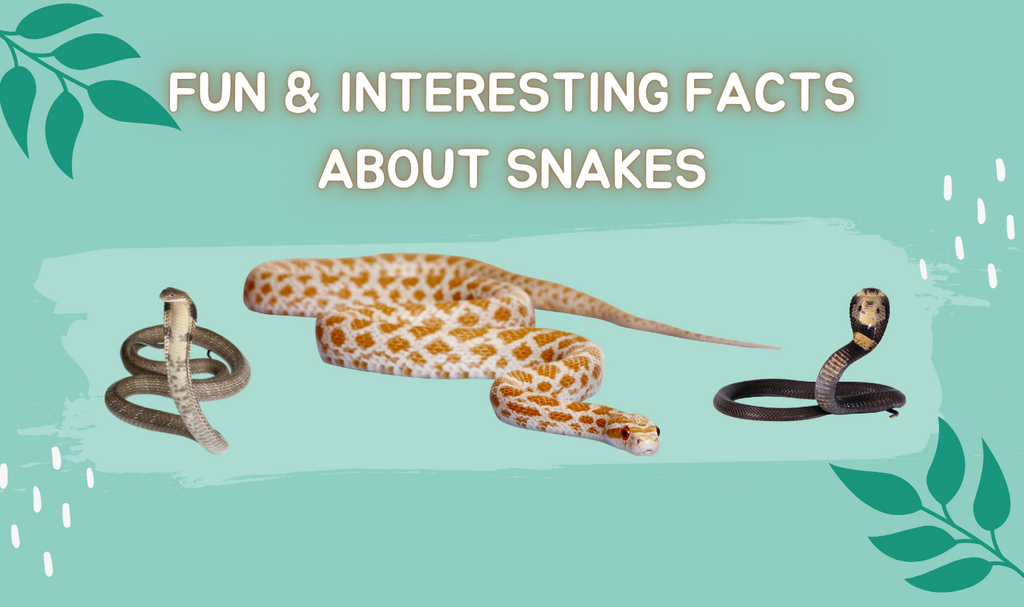 Fun & Interesting Facts About Snakes