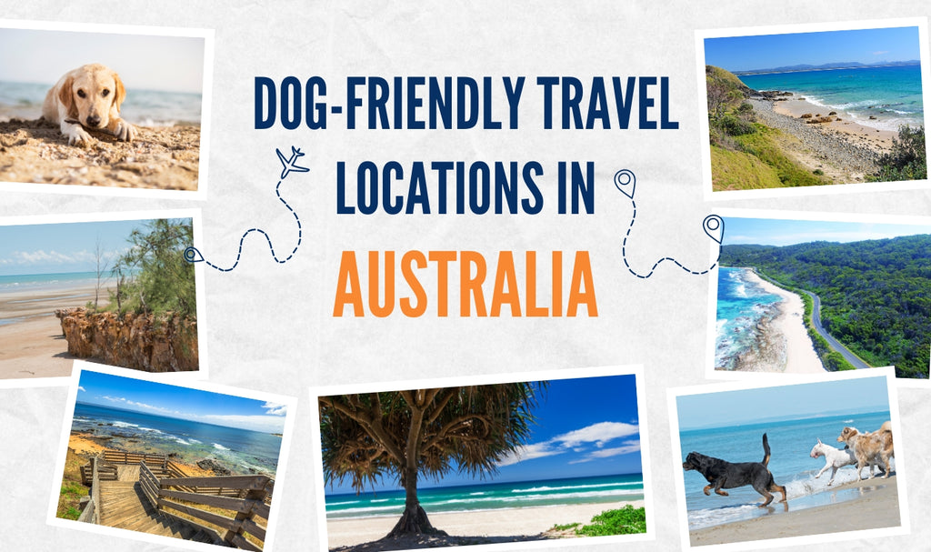 Dog-Friendly Travel Locations in Australia