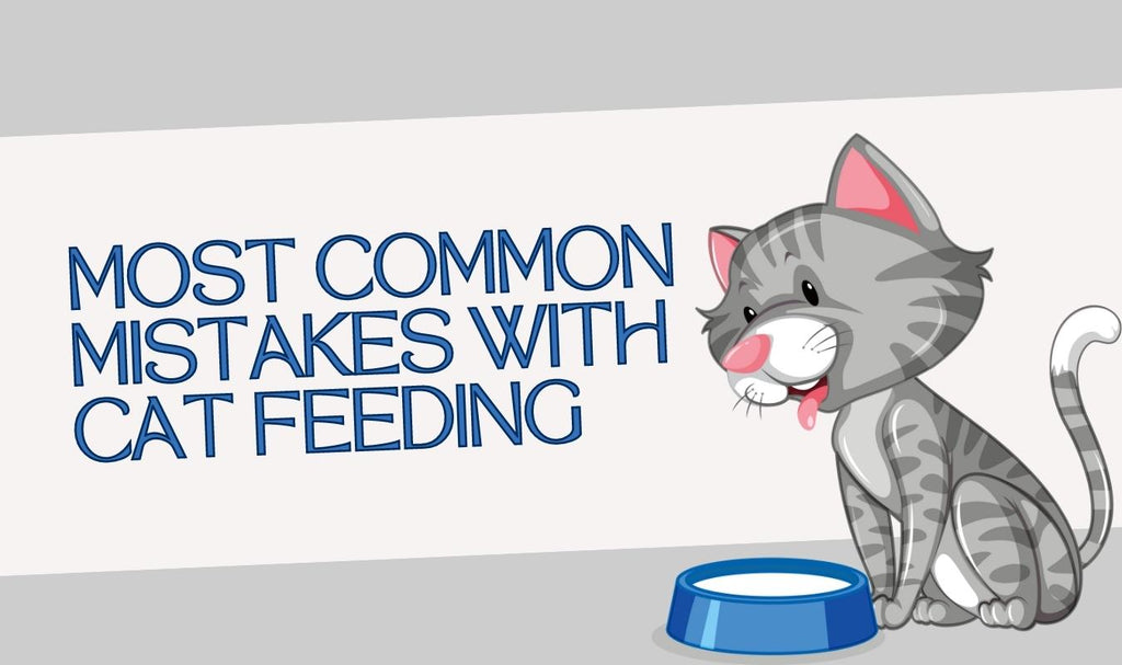 Most Common Mistakes with Cat Feeding