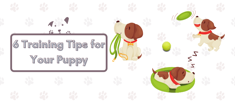 6 Training Tips for Your Puppy