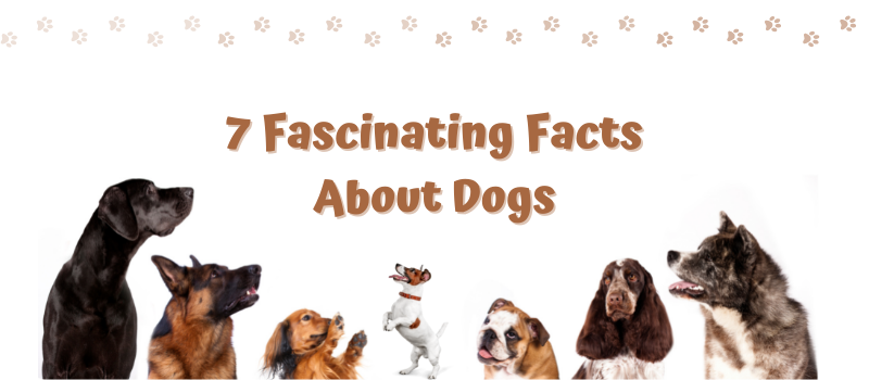 7 Fascinating Facts About Dogs