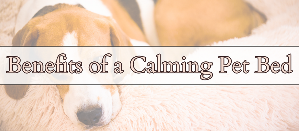 Discover the Benefits of a Calming Pet Bed for Your Furry Friend