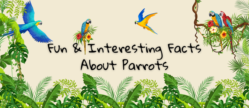 Fun & Interesting Facts About Parrots