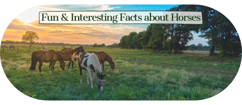 Fun & Interesting Facts about Horses