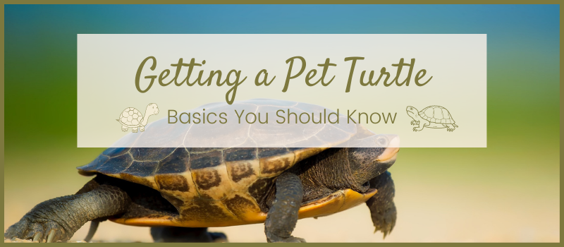 Getting a Pet Turtle - Basics You Should Know