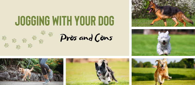 Jogging with Your Dog: Pros and Cons