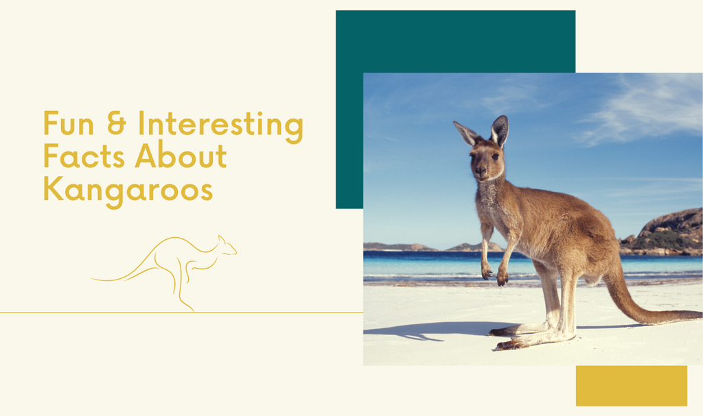 Fun & Interesting Facts About Kangaroos