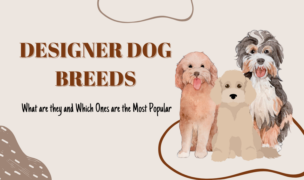 Designer Dog Breeds - What are they and Which Ones are the Most Popular