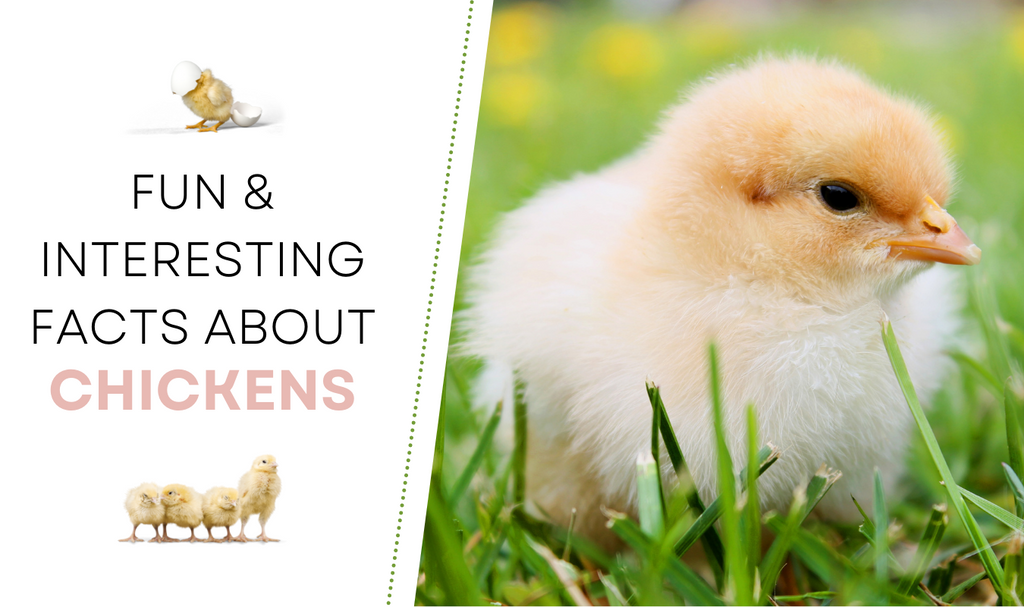 Fun & Interesting Facts about Chickens