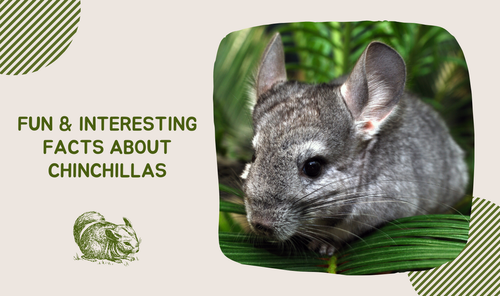 Fun & Interesting Facts About Chinchillas