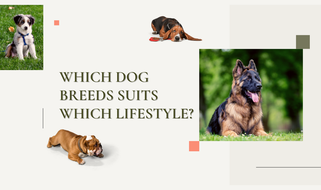 Which Dog Breeds Suits Which Lifestyle?