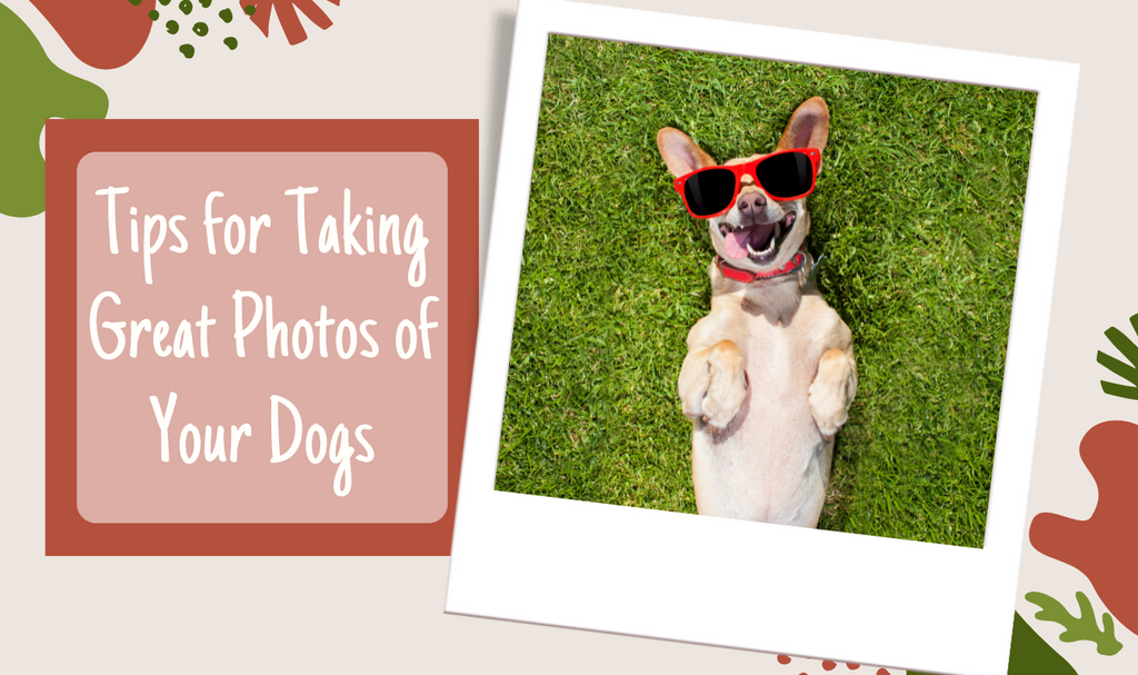 Tips for Taking Great Photos of Your Dogs