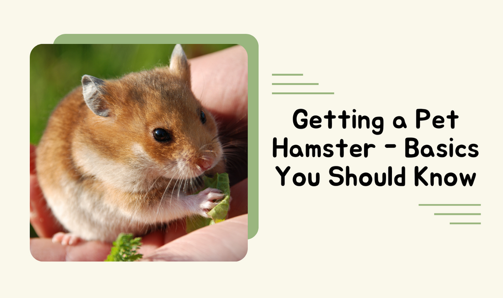 Getting a Pet Hamster - Basics You Should Know