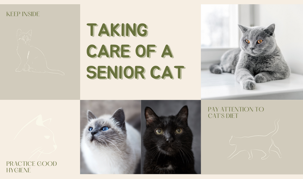 Taking Care of a Senior Cat